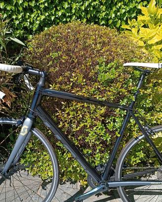 bicicletta Scott Innovation  XL con rullo indoor