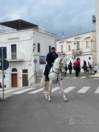 Cavallo spagnolo