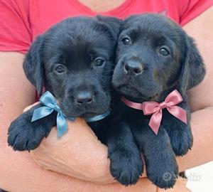 Labrador retriever cuccioli