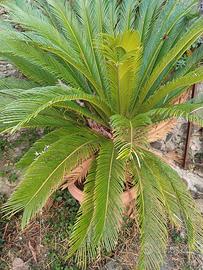 Cycas 