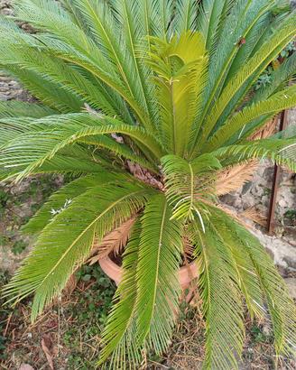 Cycas 