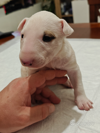 Cuccioli bull terrier