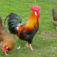 Coppia livornesi collo oro gallo gallina