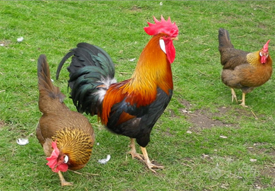 Coppia livornesi collo oro gallo gallina