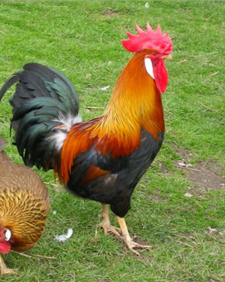 Coppia livornesi collo oro gallo gallina