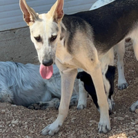Pierino 9/10mesi e fratelli crescono in canile.PUG