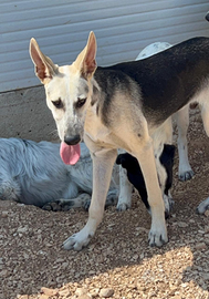 Pierino 9/10mesi e fratelli crescono in canile.PUG