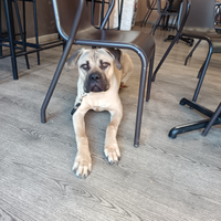 Cane per accoppiamento