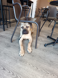 Cane per accoppiamento