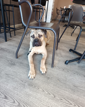 Cane per accoppiamento