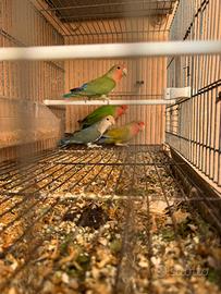 Inseparabili