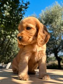 Cuccioli cocker spaniel