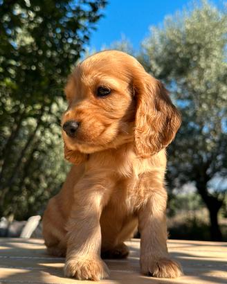 Cuccioli cocker spaniel