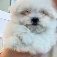 Maltese koreano mini