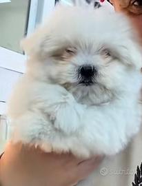 Maltese koreano mini