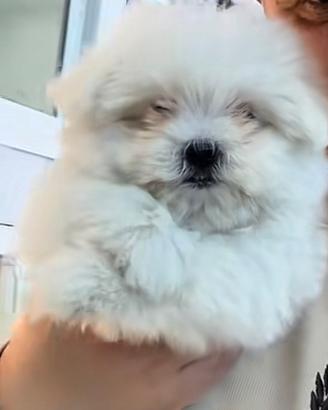 Maltese koreano mini