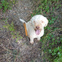 Lagotto per monte