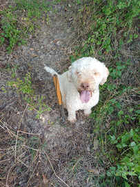Lagotto per monte