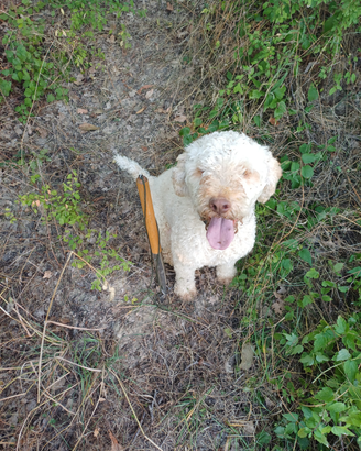Lagotto per monte