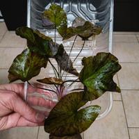 Ninfea Lotus Tiger Green 