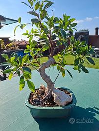 Bonsai ficus retusa vaso verde