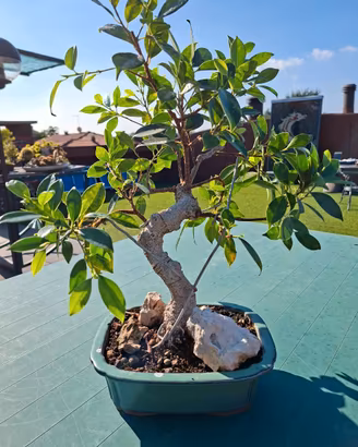 Bonsai ficus retusa vaso verde