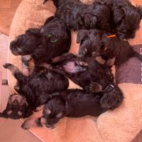 Cuccioli schnauzer nano nero argento