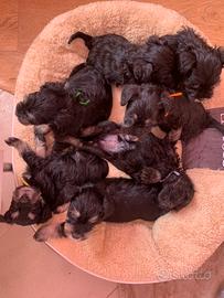 Cuccioli schnauzer nano nero argento