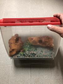 Vaschetta per pesciolini rossi