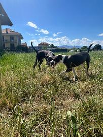 Cuccioli 5 mesi