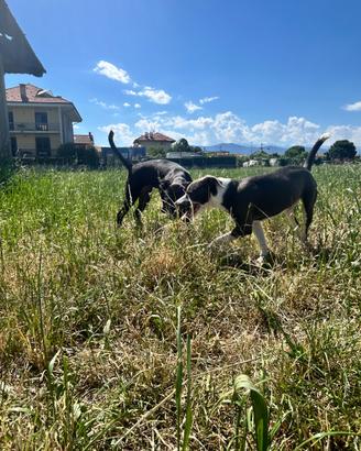 Cuccioli 5 mesi
