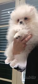 Spitz nano / volpino di Pomerania femmina bianca