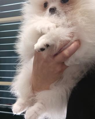 Spitz nano / volpino di Pomerania femmina bianca