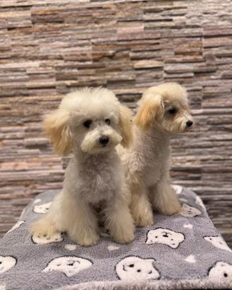2 Cuccioli di Barboncino Mini Toy maschi bianchi