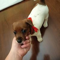 Jack russell Terrier