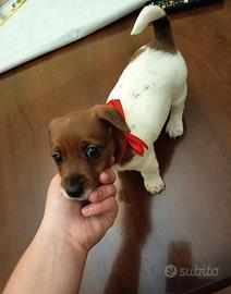 Jack russell Terrier
