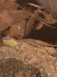 Geco Hemidactylus platyurus maschio