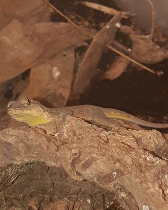 Geco Hemidactylus platyurus maschio