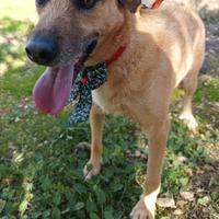 Jude, dolcissima cagnetta 3 anni