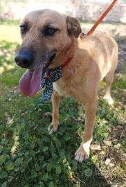 Jude, dolcissima cagnetta 3 anni