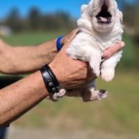 Cuccioli pastore svizzero bianco