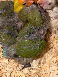 Pappagallo inseparabile ALLEVATO A MANO