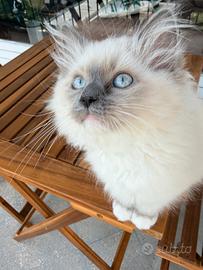 Cucciola di 4 mesi Ragdoll