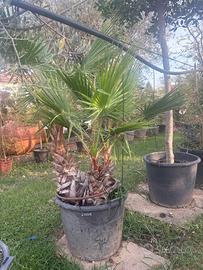 Palma washingtonia tripla