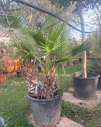 Palma washingtonia tripla