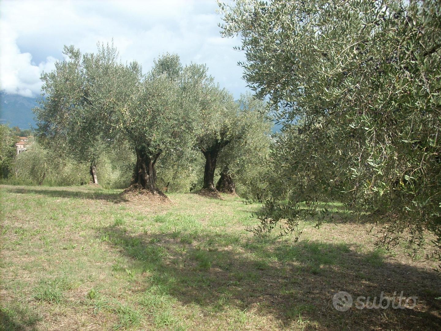 Terreno con oliveto - Vista 5