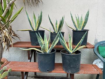 Agave variegata agave verde e gialla 2 colori