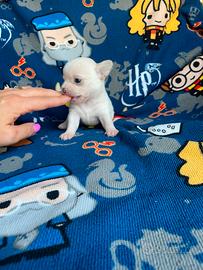 Cucciolo chihuahua