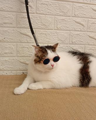 Animale