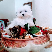 Cuccioli maltese